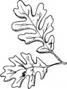 misti/giardino/oak leaf.JPG